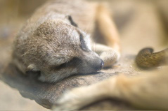 Sleeping Meerkat - 1